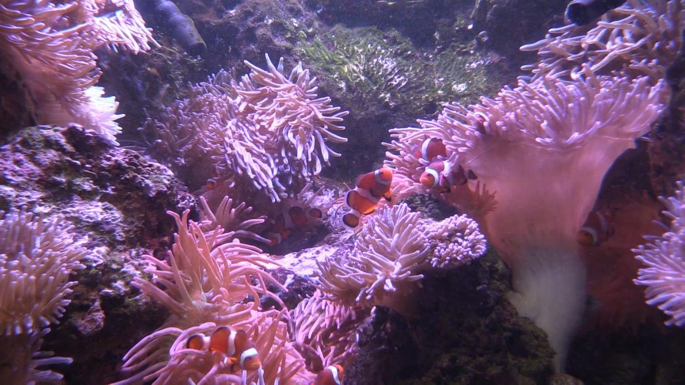 A group of clownfish wriggles from anemone to anemone without danger of being stung and eaten. / Credit: Georgia Tech / Ben Brumfield