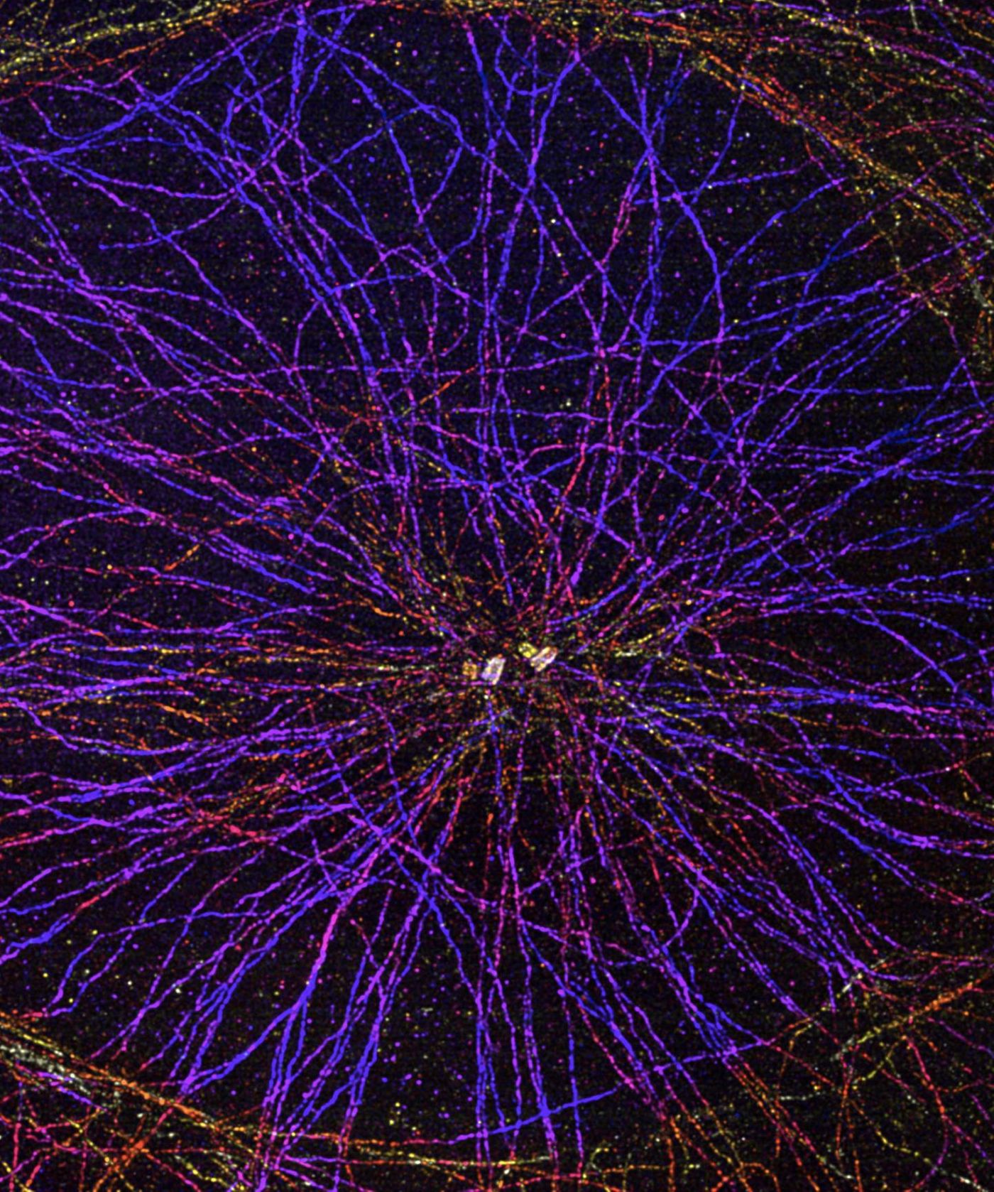 Human cell, whose microtubules forming the cytoskeleton radiate from the centrosome, their organizing center constituted of 4 centrioles (the 4 cylinders). / Credit: © UNIGE