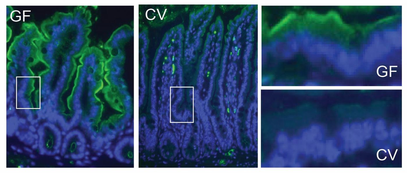 Brown researchers found that the amount of vitamin A-converting protein, shown in green, varied between the guts of normal mice (CV) and mice without gut bacteria (GF). / Credit: Vaishnava Lab/Immunity