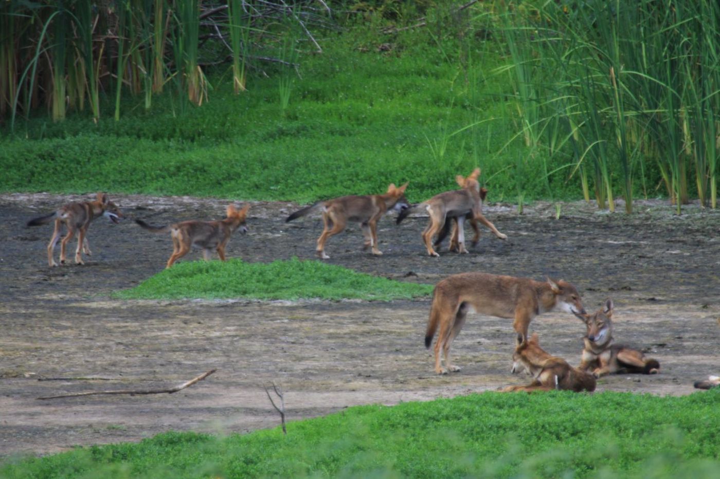 Wildlife biologist Ron Wooten spotted this pack of canines on Galveston Island, Texas, in a region where red wolves were declared regionally extinct more than 35 years ago. / Credit: Courtesy of Ron Wooten