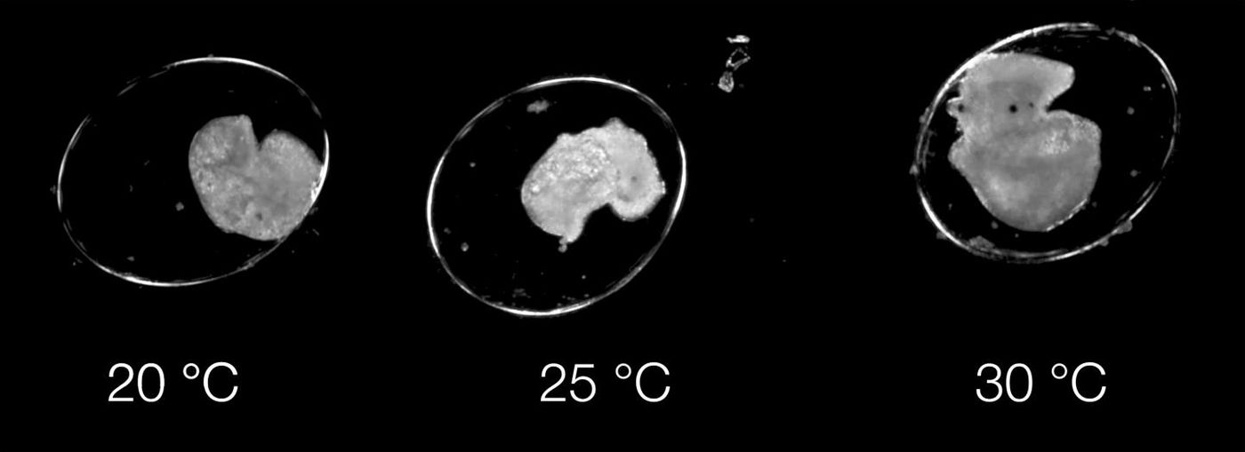 In a pond snail, temperature increases alter development and speed it up; 4-day-old embryos appear different, especially between 25 and 30°C. / Credit: Oliver Tills/University of Plymouth