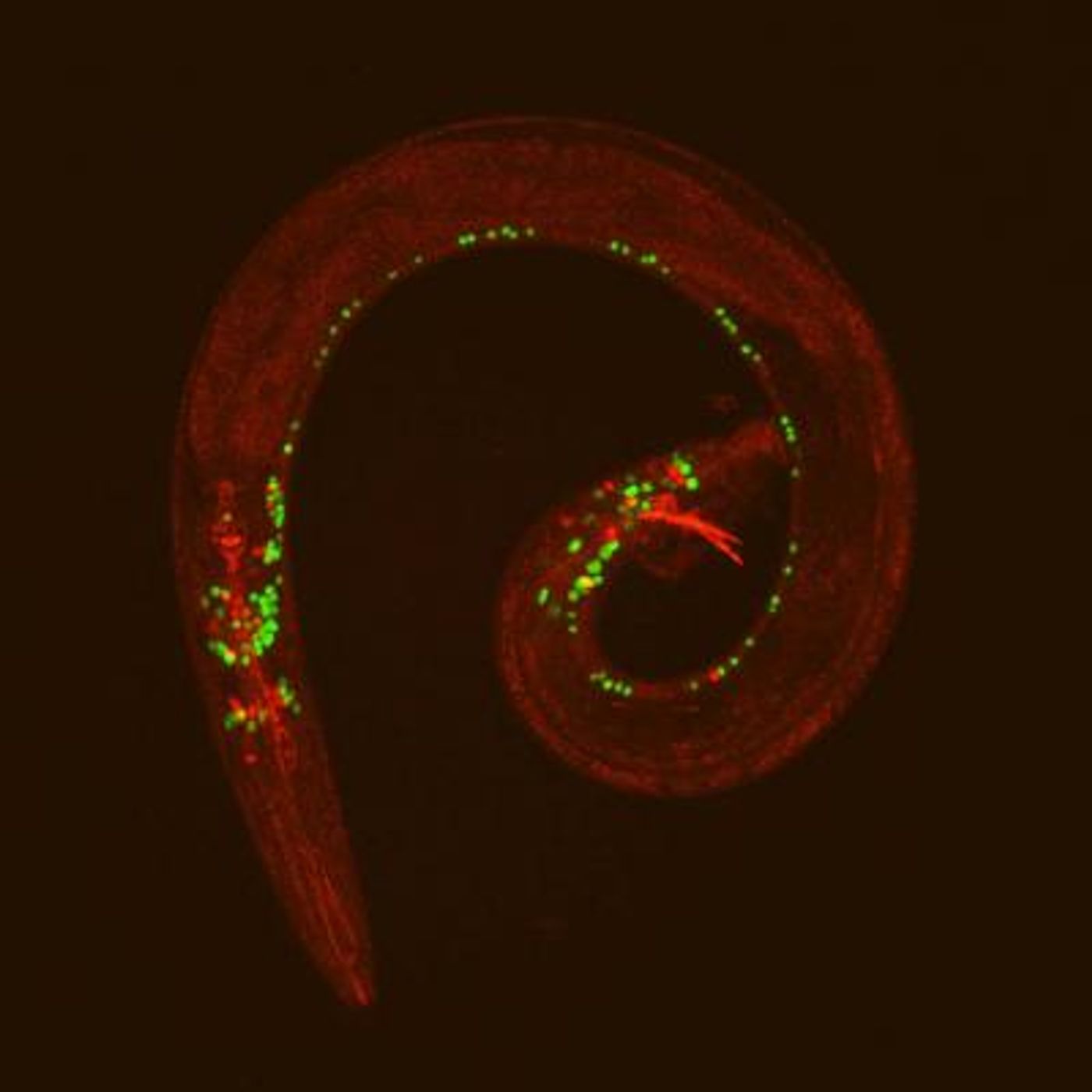 The nervous system of male roundworms is distinct from that of females. Some of the neurons that only exist in one sex are labeled with green and red fluorescent proteins. / Credit: Laura Pereira and Esther Serrano-Saiz.
