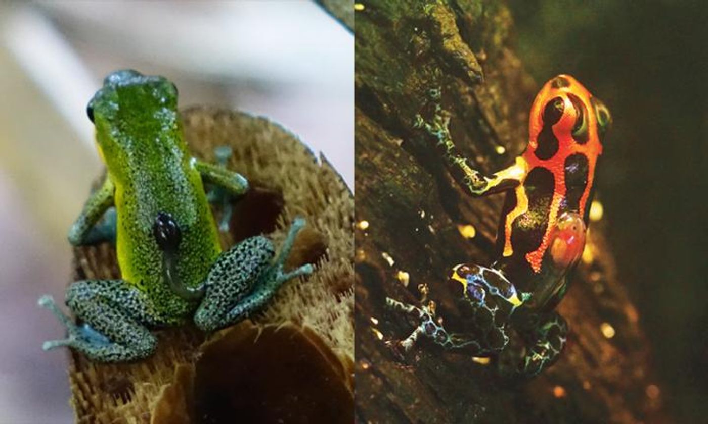 Non-monogamous female do most of the parenting, and in monogamous species, it's often shared. These frogs move tadpoles after hatching to water. In the non-monogamous strawberry poison frog (Oophaga pumilio, left) moms do it; in the monogamous mimic poison frog (Ranitomeya imitator, right) dad does the job. / Credit: Yusan Yan and James Tumulty