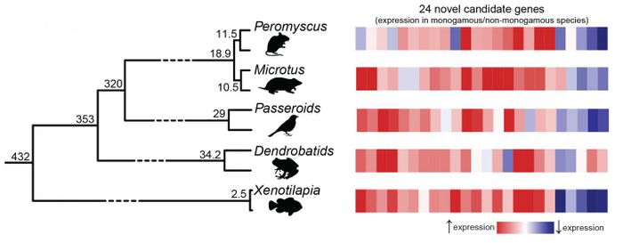 At least five times during the past 450 million years, evolution used a kind of universal formula for turning animals monogamous by increasing some gene activity (red) and decreasing others (blue) in the brain. / Credit: University of Texas at Austin