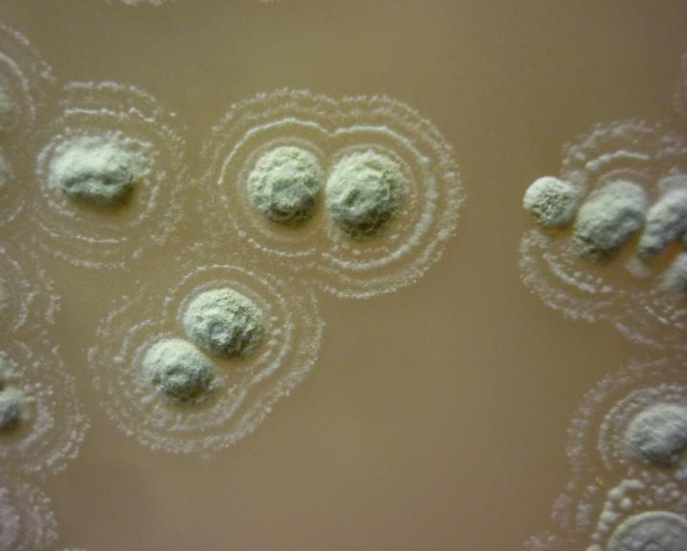 Growth of the newly discovered Streptomyces sp. myrophorea, so named because it produces a distinctive fragrance similar to that of oil of wintergreen. Although superficially resembling fungi, Streptomyces are true bacteria and are the source of two-thirds of the various frontline antibiotics used in medicine. / Credit: G Quinn, Swansea University