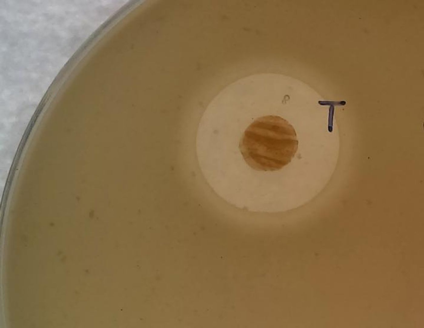 Zone of inhibition produced by Streptomyces sp myrophorea on a lawn of MRSA. The bacteria is the brown spot, and the lighter color around the spot shows that it is inhibiting the spread of the MRSA which is surrounding it. / Credit: G Quinn, Swansea University