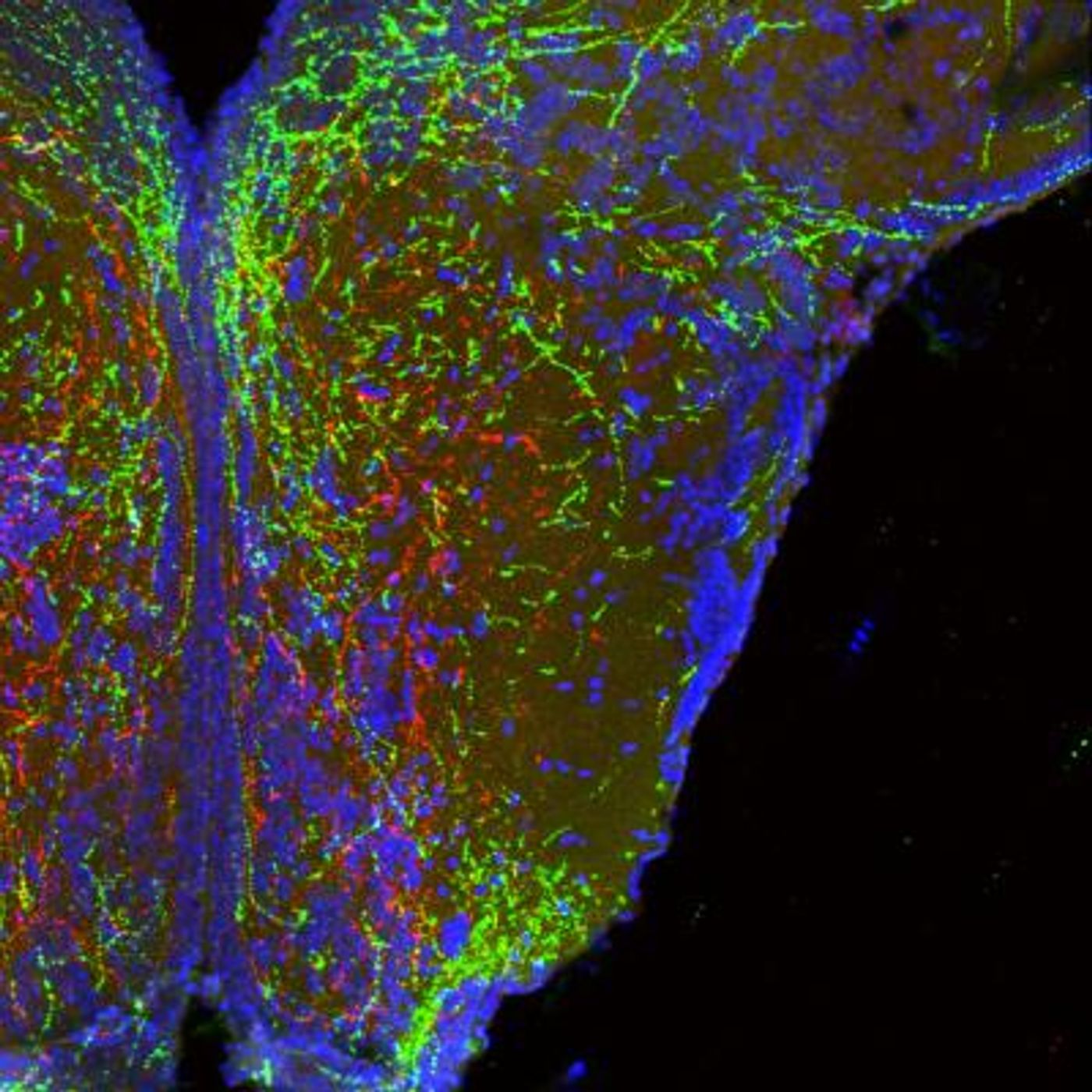 Long, wire-like projections of neurons in the hypothalamus that form body weight circuits appear red and green. Cell bodies from one area of the hypothalamus (bottom of image) branch up to another. Note that these cells specifically avoid some areas (appearing dark in the image) to seek proper targets. / Credit: Dr. Sebastien Bouret, CHLA