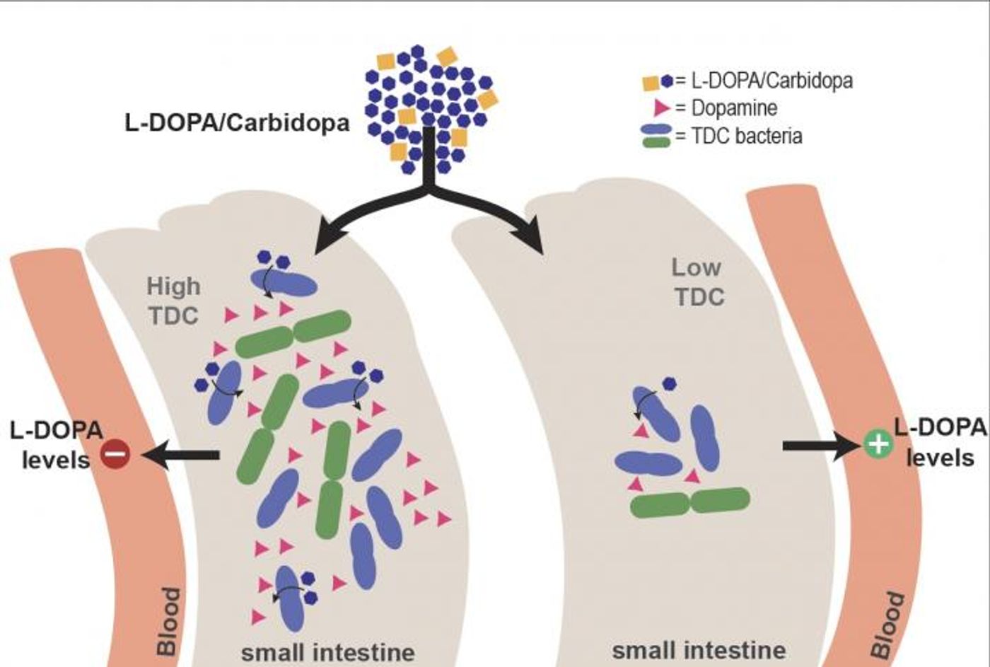 The presence of more bacteria producing the tyrosine decarboxylase (TDC) enzyme means less levodopa in the bloodstream.  / Credit: S. El Aidy, University of Groningen