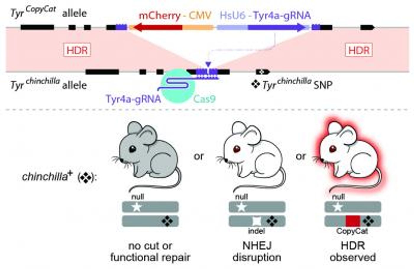 UC San Diego researchers used CRISPR/Cas9 to control genetic inheritance in mammals for the first time. / Credit: Cooper Lab, UC San Diego