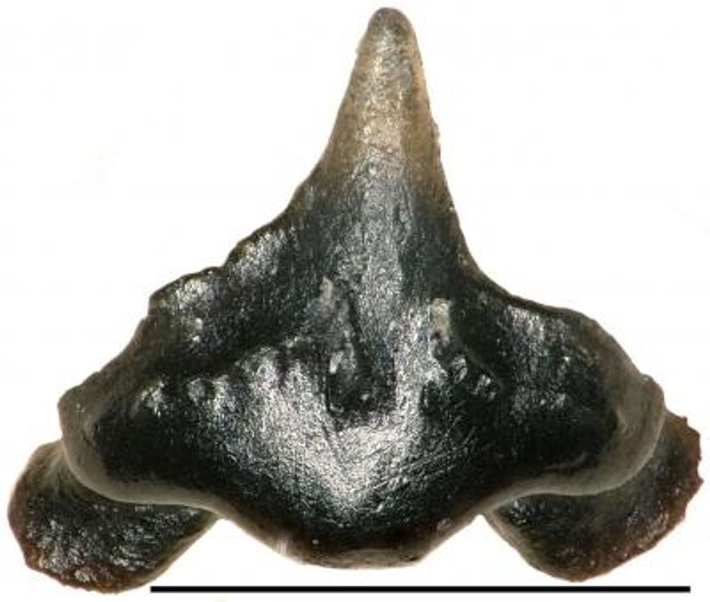 One of the teeth of Galagadon.