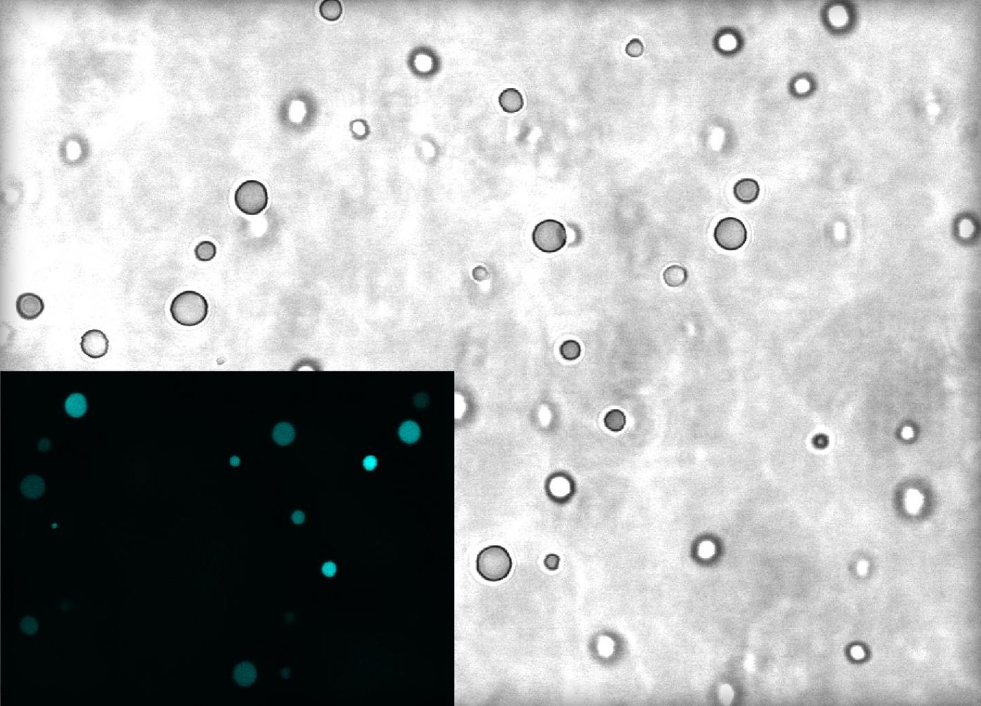 The Image shows droplets of complex coacervates as seen under a microscope. The inset shows RNA molecules (cyan) are highly concentrated inside the droplets compared to the surrounding (dark). At roughly 2-5 micrometers in diameter, the droplets are about 14-35 times thinner than human hair. / Credit: Bevilacqua Laboratory, Penn State