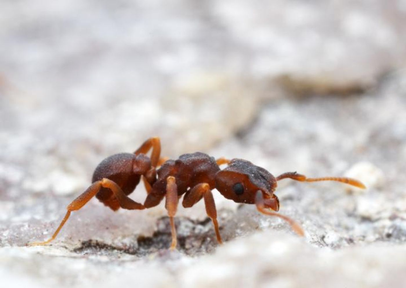 This is a Cyphomyrmex ant. These fungus-growing ants harbored a microbe that made the newly discovered antibiotic cyphomycin. / Credit: Alec Wild