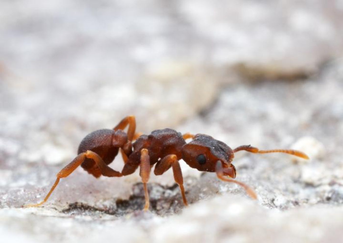 Ants make 'milk'? This new discovery took scientists by surprise