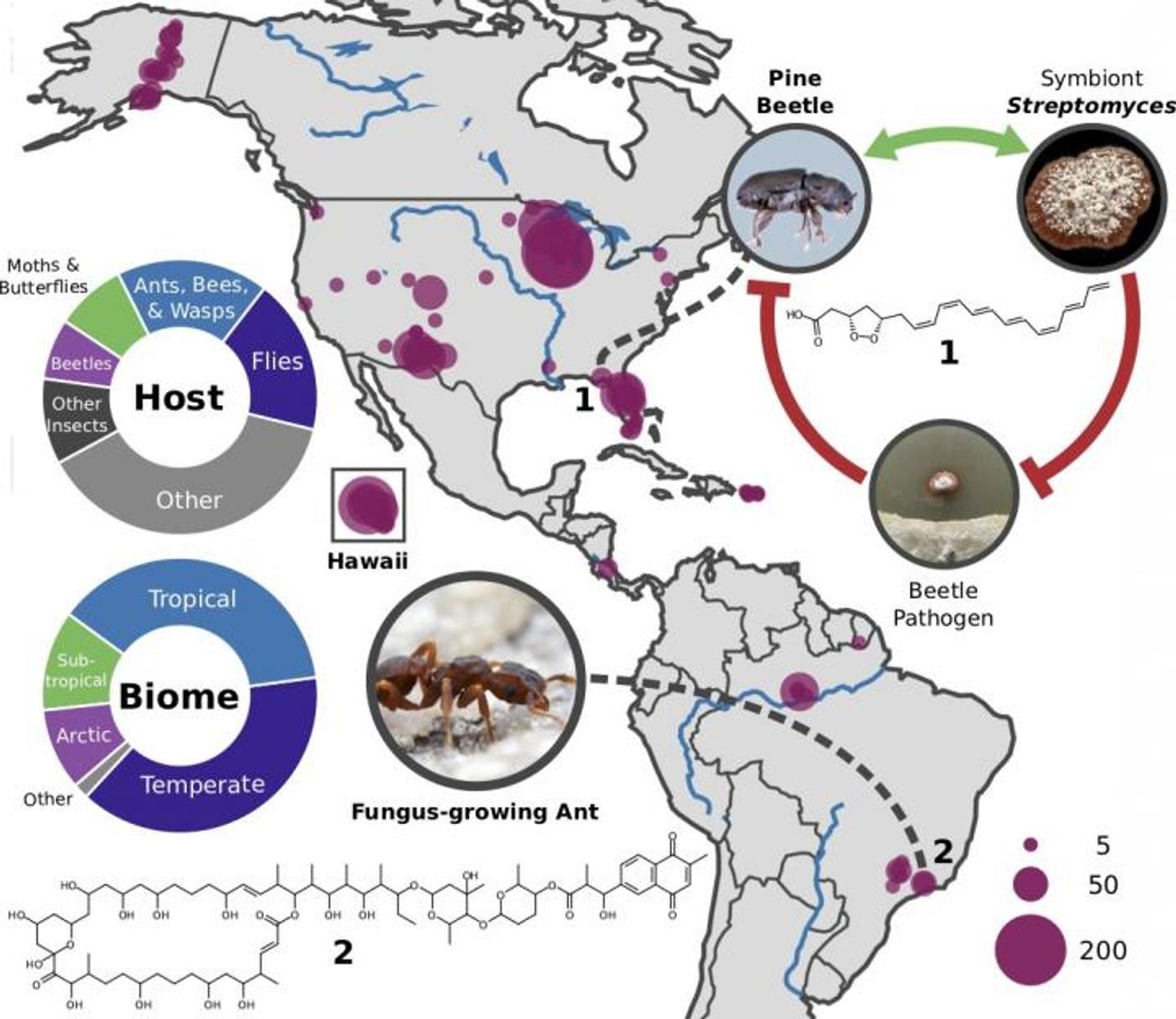 Researchers collected more than 2500 insects of all kinds from diverse habitats across North and South America to prospect for microbes that might produce novel antibiotics. / Credit: Cameron Currie and Marc Chevrette