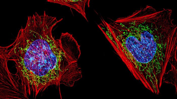 Mouse fibroblasts with DNA (blue) illustrating the nucleus, mitochondria (green), and the actin cytoskeleton (red) cropped from an image by NICHD / Credit: CC2.0 D. Burnette, J. Lippincott-Schwartz/NICHD