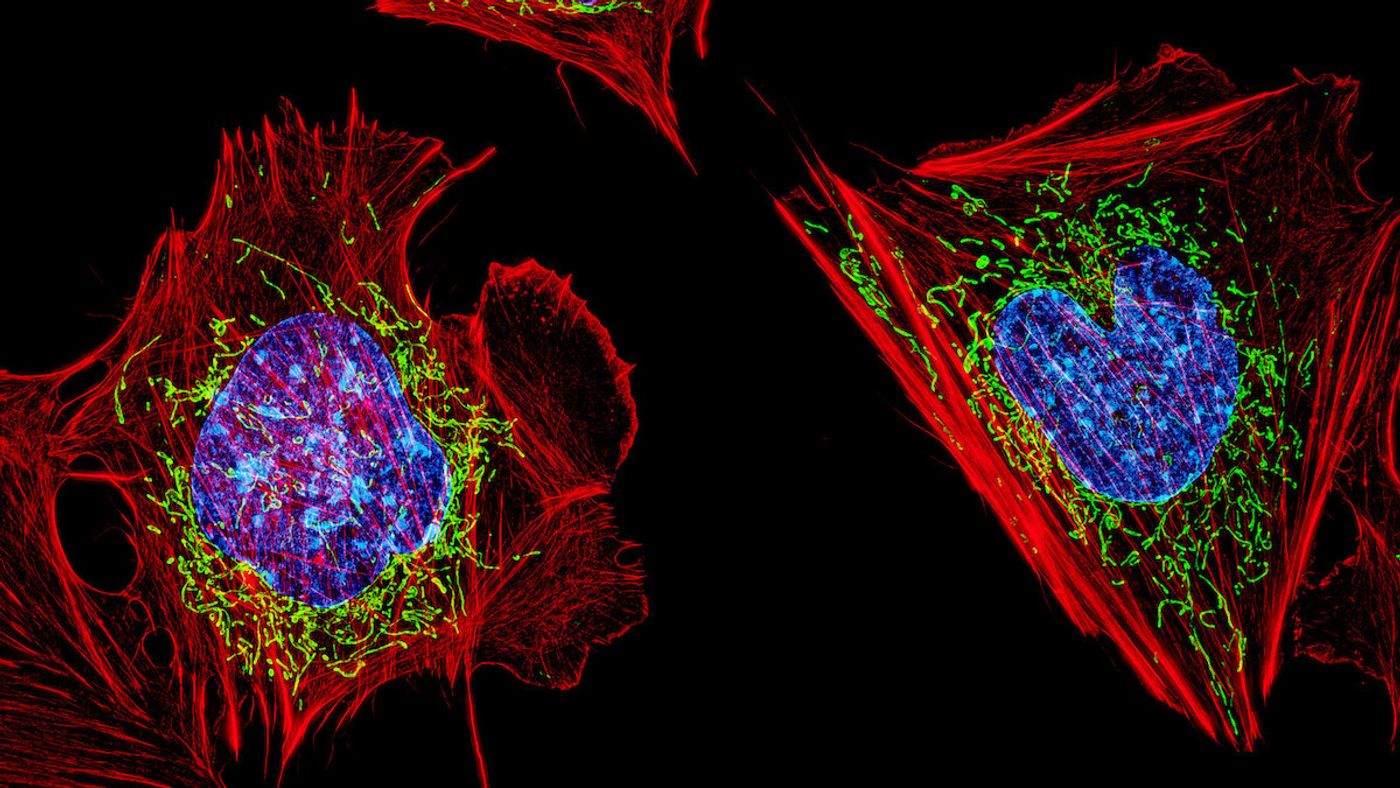Mouse fibroblasts with DNA (blue) illustrating the nucleus, mitochondria (green), and the actin cytoskeleton (red) cropped from an image by NICHD / Credit: CC2.0 D. Burnette, J. Lippincott-Schwartz/NICHD