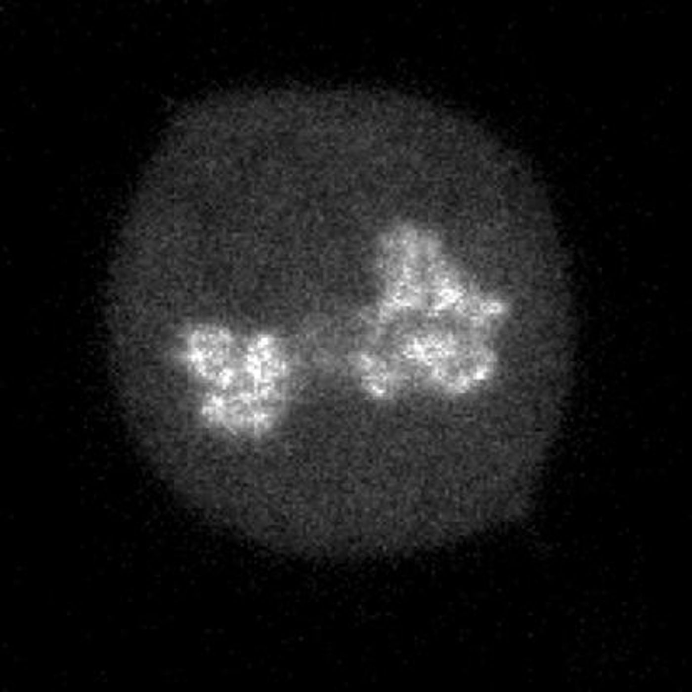 The CDX2 transcription factor localizes to mitotic chromosomes. / Credit: David Suter/EPFL