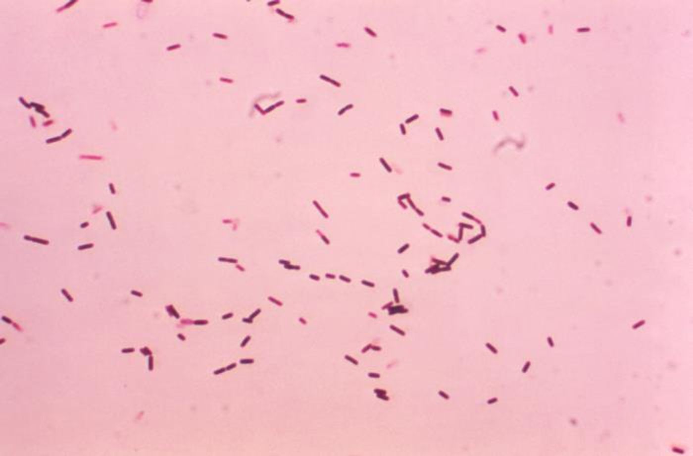Bacillus subtilis bacteria.  / Credit: CDC/ Dr. W.A. Clark