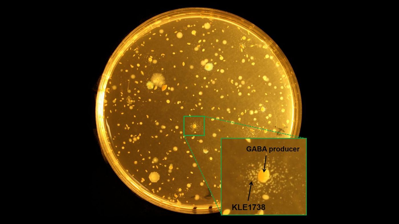 A petri plate seeded with KLE1738 and human stool bacteria. Any colony supporting KLE1738 growth is a GABA-producer. / Credit:Philip Strandwitz / Northeastern University