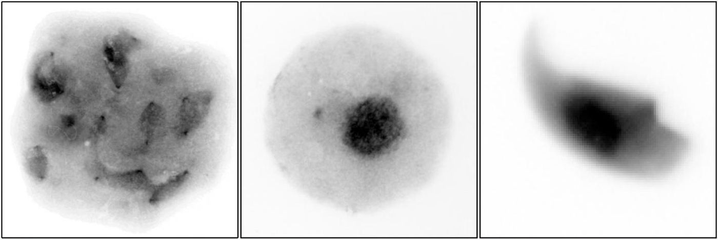 ale reproductive germ cells from mice, (left) pachytene stage spermatocytes, (center) round spermatid, (right) sperm. The grey material is chromatin: massive polymers of DNA spooled around proteins. / Credit: Cincinnati Children's