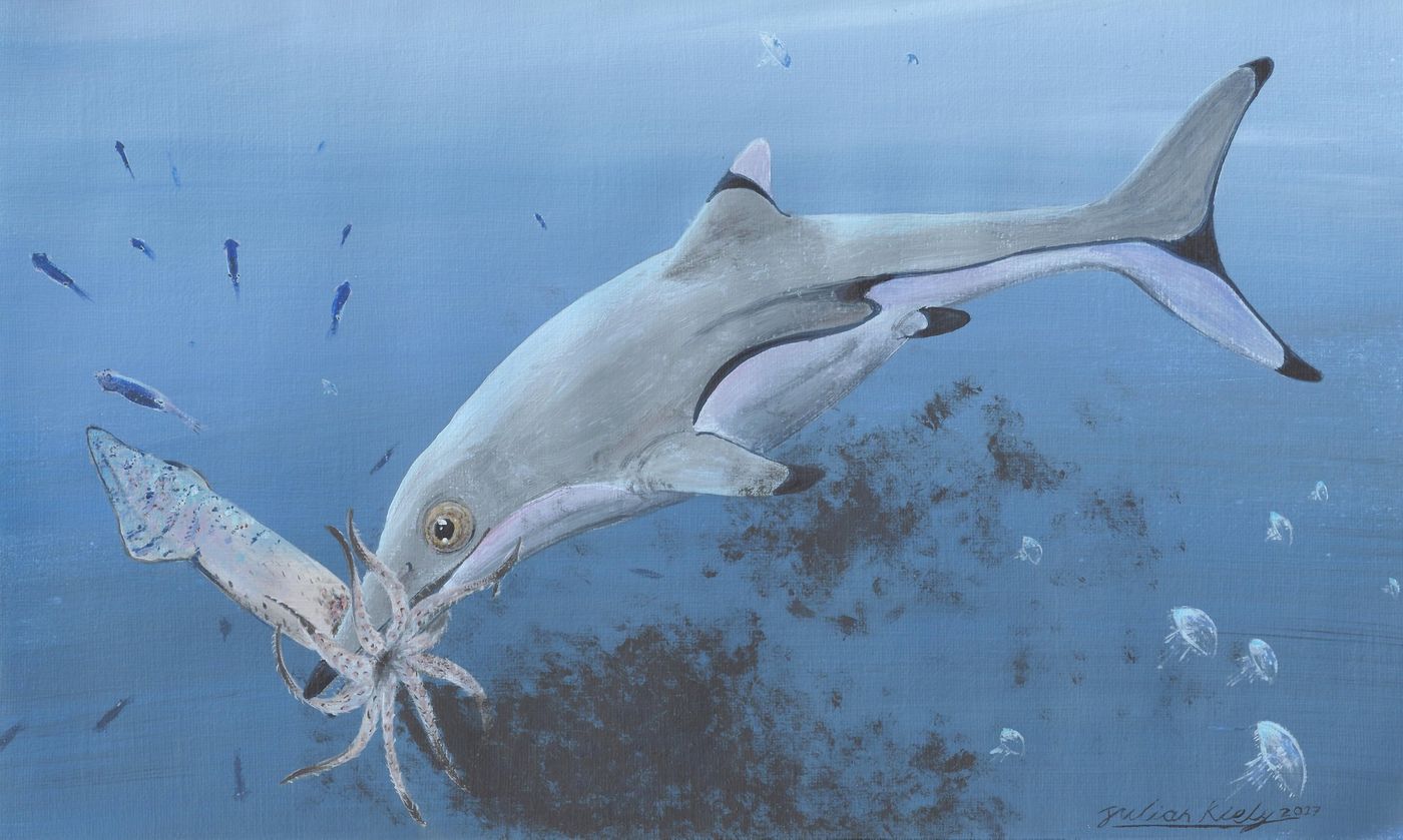 An artist's impression of an ichthyosaur munching on a squid.