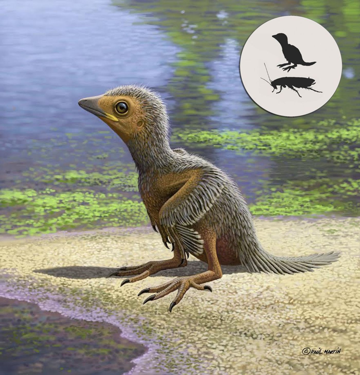 An artist's rendition of the small bird.