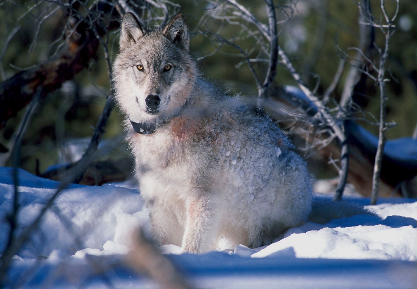 Animal tracking devices, like this wolf collar, help experts track their movement patterns.
