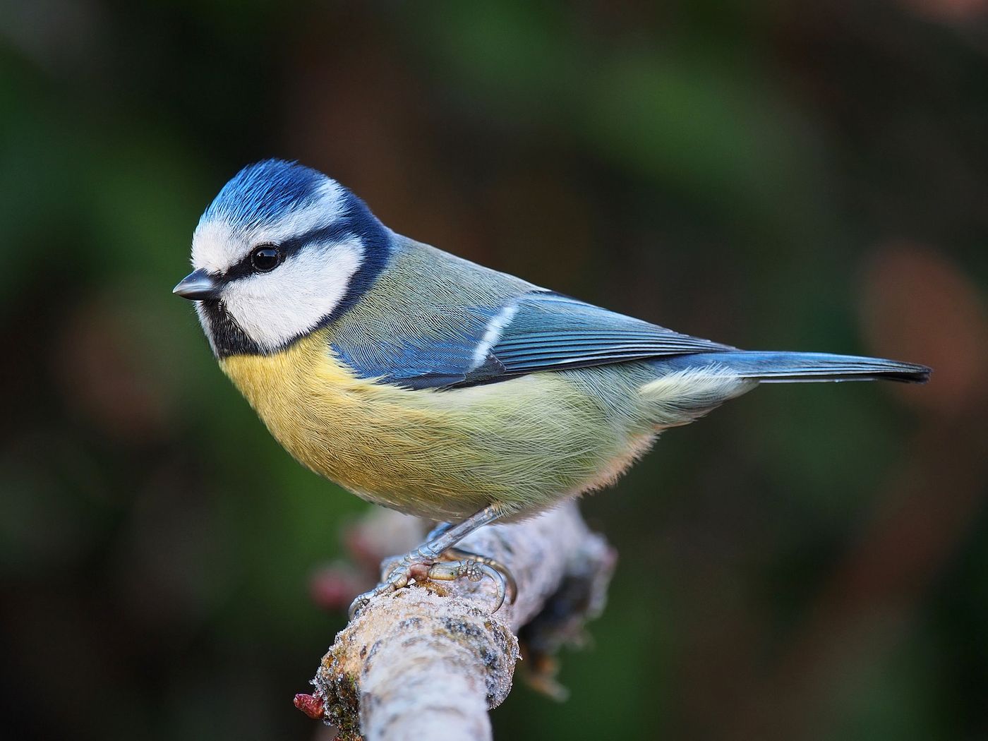 The blue tit is one of the species of birds used in the research to learn more about birds' eyesight.