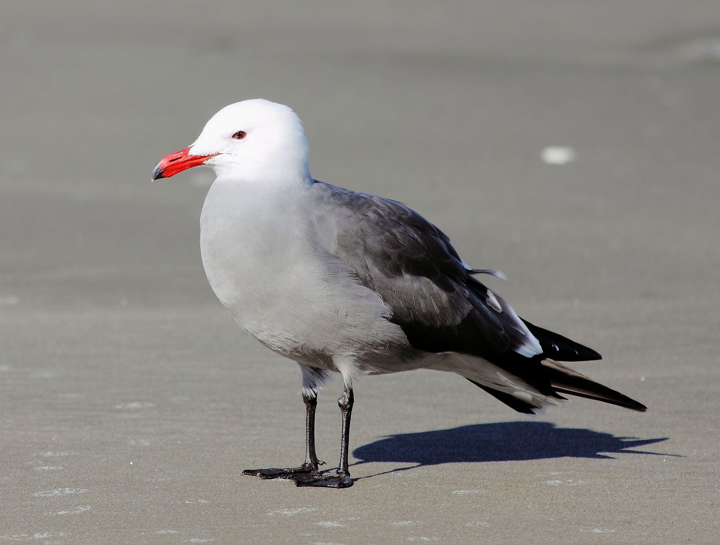 Heermann's Gull is a type of seabird used in this study.