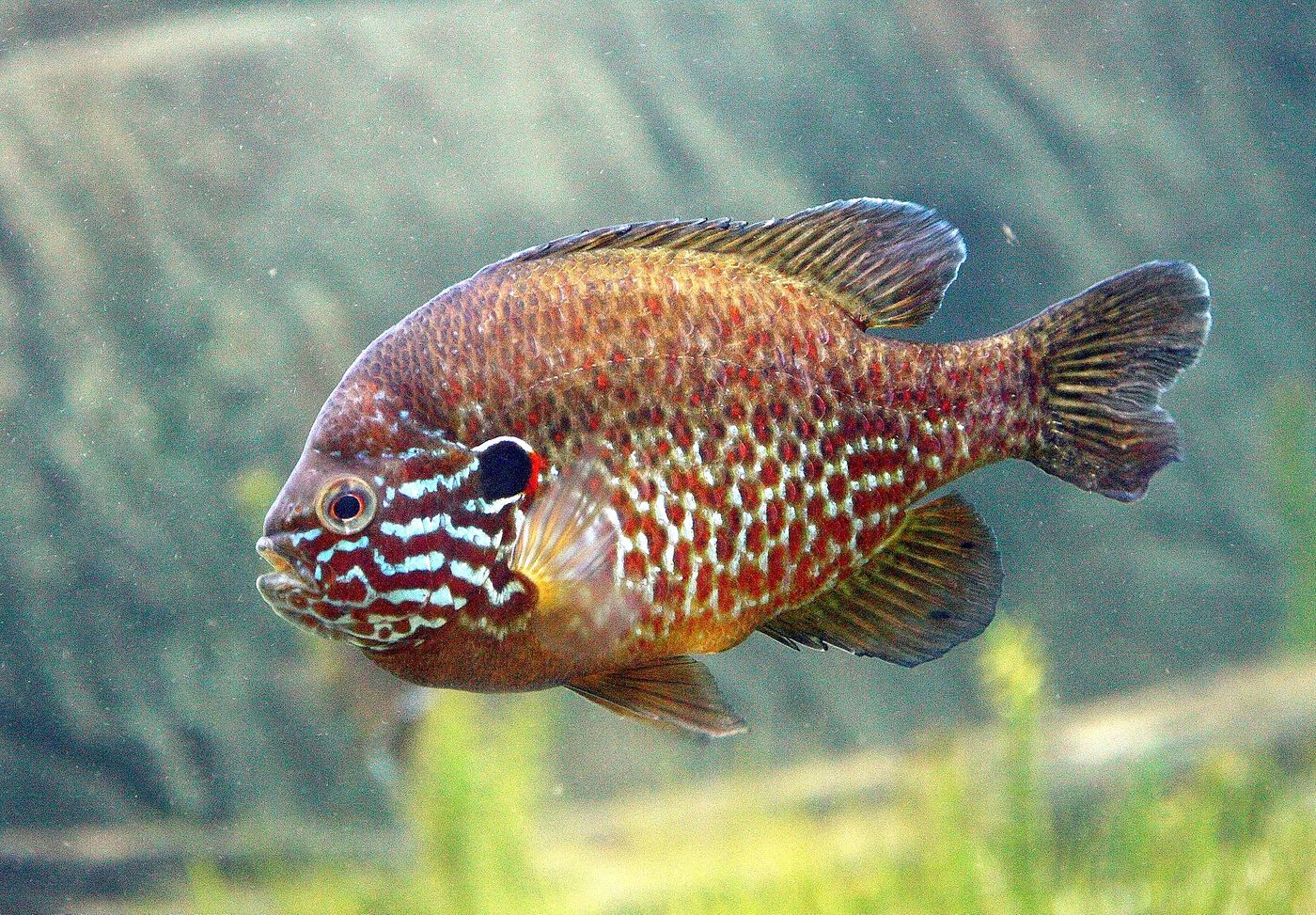 A pumpkinseed sunfish.