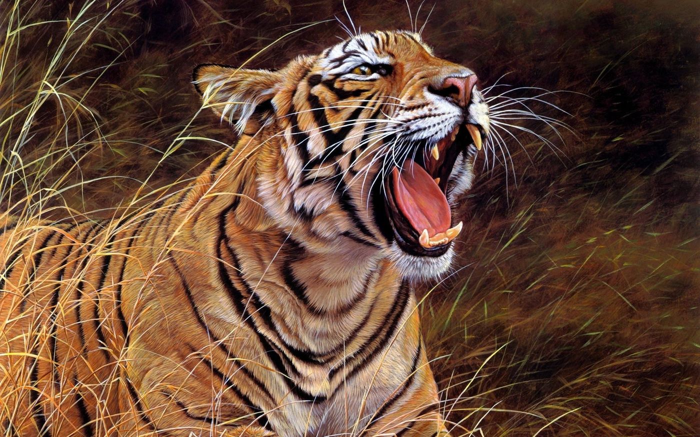 bengal tigers roaring