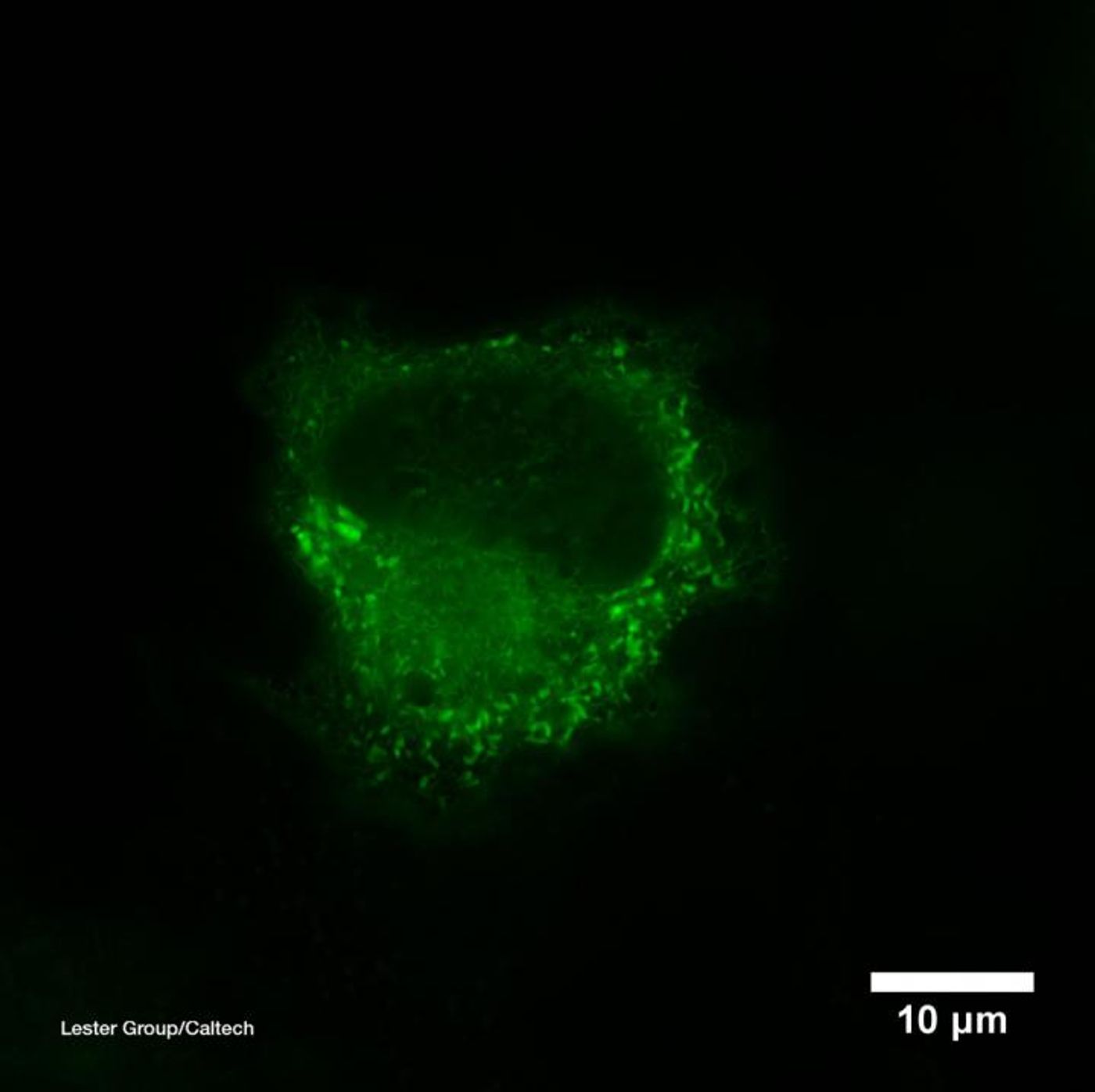 In this image, a biosensor is targeted to a cell's endoplasmic reticulum and glows green in the presence of nicotine / Credit: Caltech/Lester laboratory