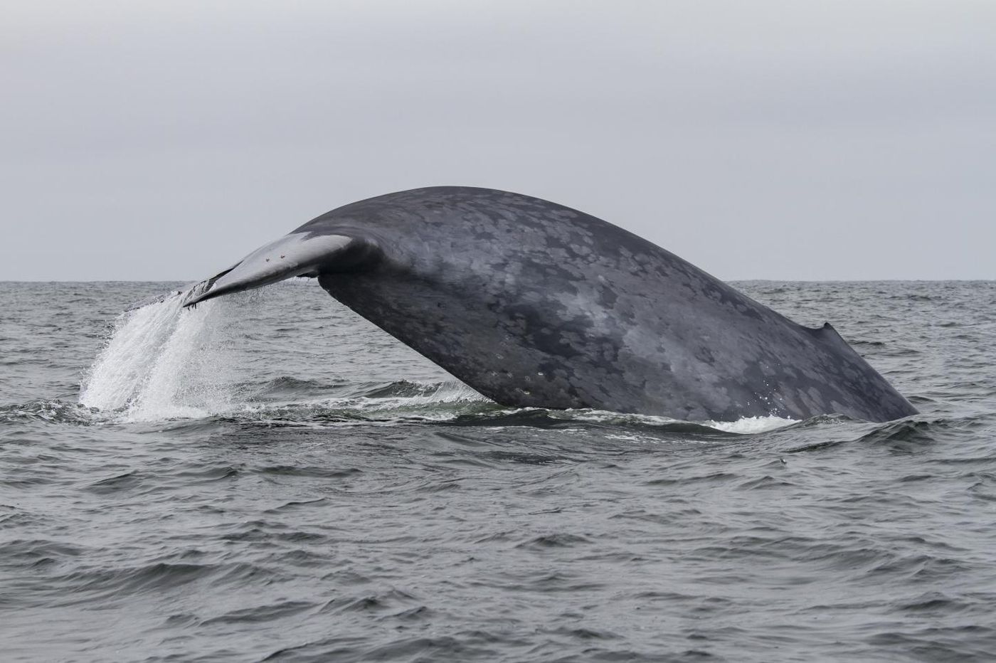 A blue whale.