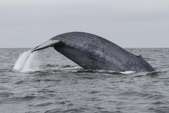 A blue whale.