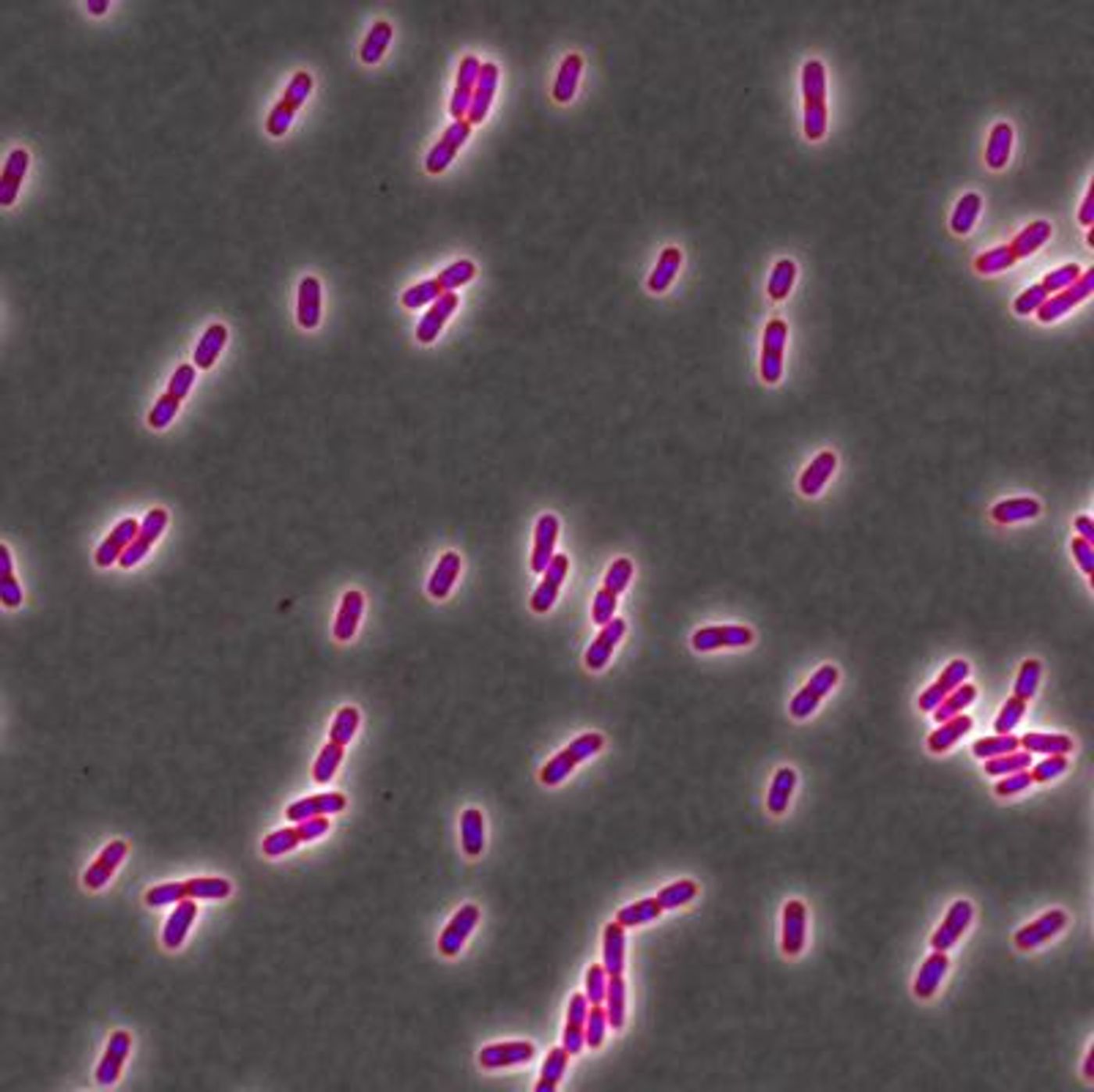 This is E. coli from the strain used in this study. The cell wall is shown in red and DNA is shown in blue. / Credit: Petra Levin laboratory, Washington University in St. Louis
