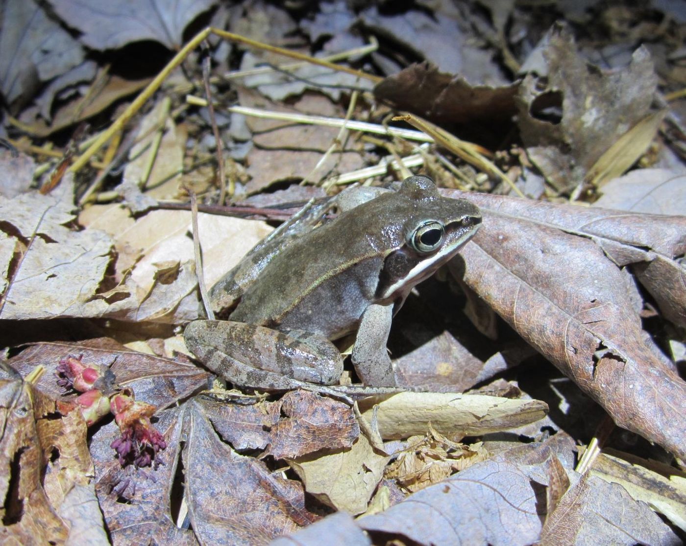 Wood frogs in Maryland gave UCF Assistant Professor Anna Savage and her team clues about an Ebola like disease hitting frogs around the world. / Credit: Carly Muletz-Wolz