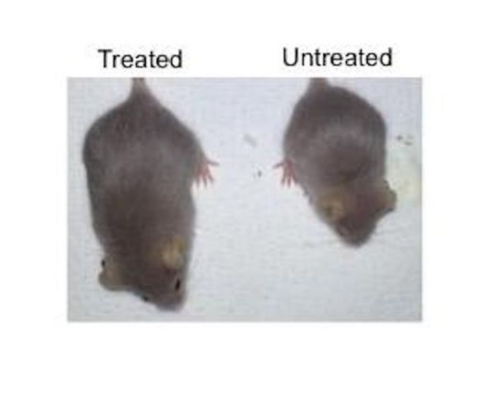 Two age-matched mice with progeria; the larger, healthier mouse (left) got the gene therapy, the mouse on the right did not. / Credit: Salk Institute