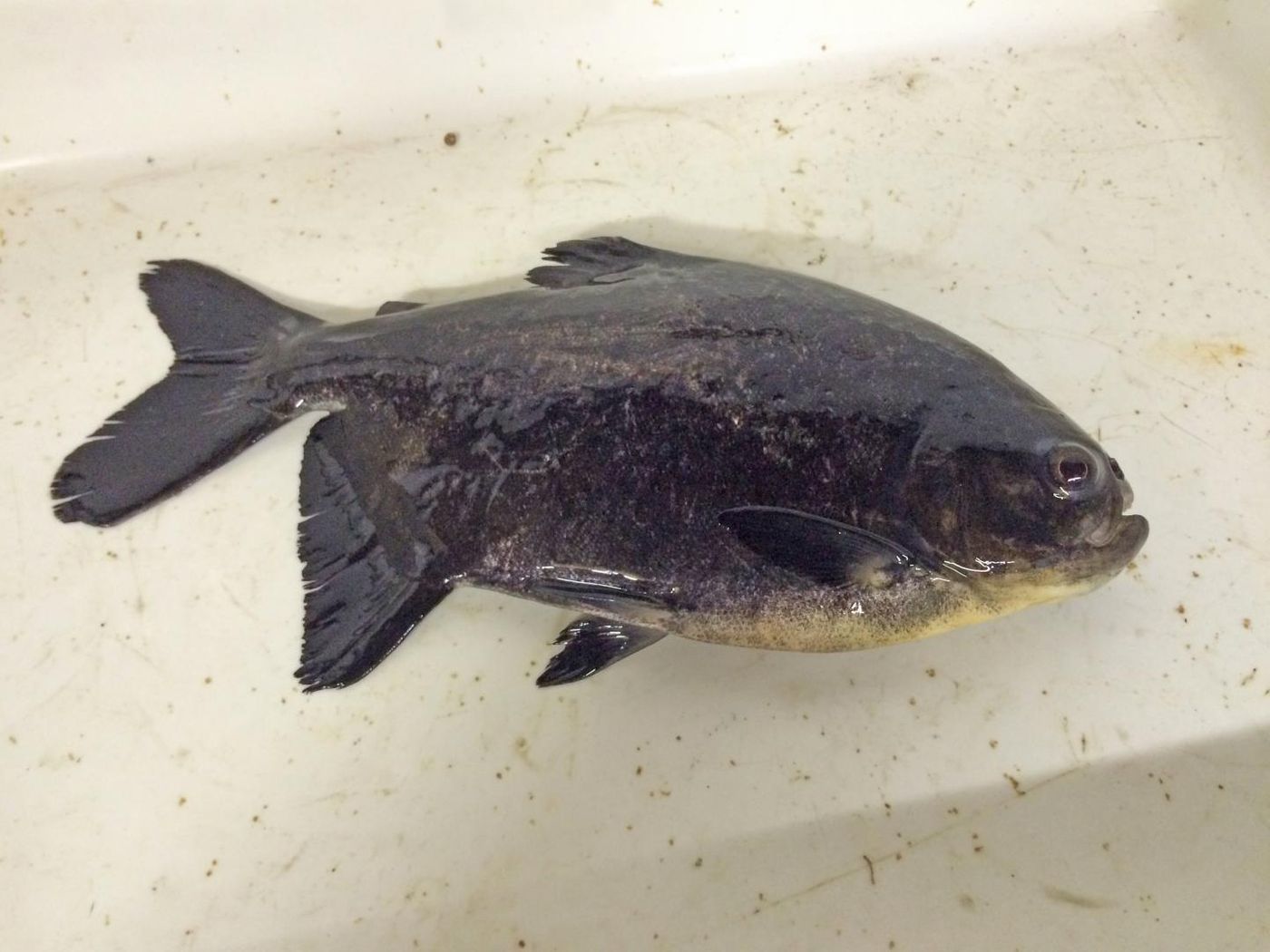 Piaractus mesopotamicus, a South American species known as pacu, is often raised in aquaculture. / Credit: © Helmholtz Zentrum München