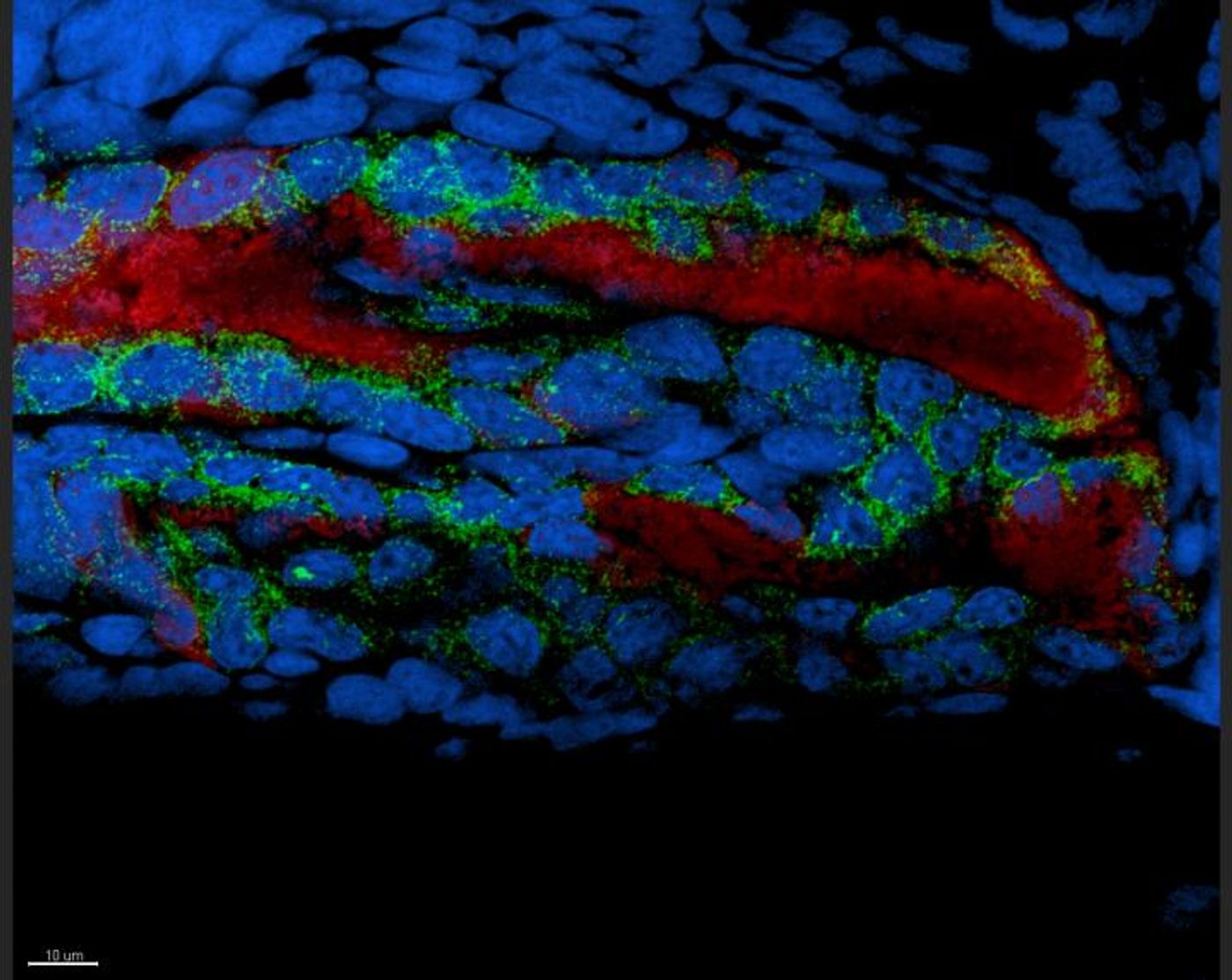 Confocal image showing the localized, symbiont-triggered response by the light-organ epithelium. Luminous symbionts (red) induce edema-associated gene expression (green) in adjacent host epithelium (nuclei, blue.)  / Credit: Silvia Moriano-Gutierrez, UH Mānoa/ SOEST/ PBRC.