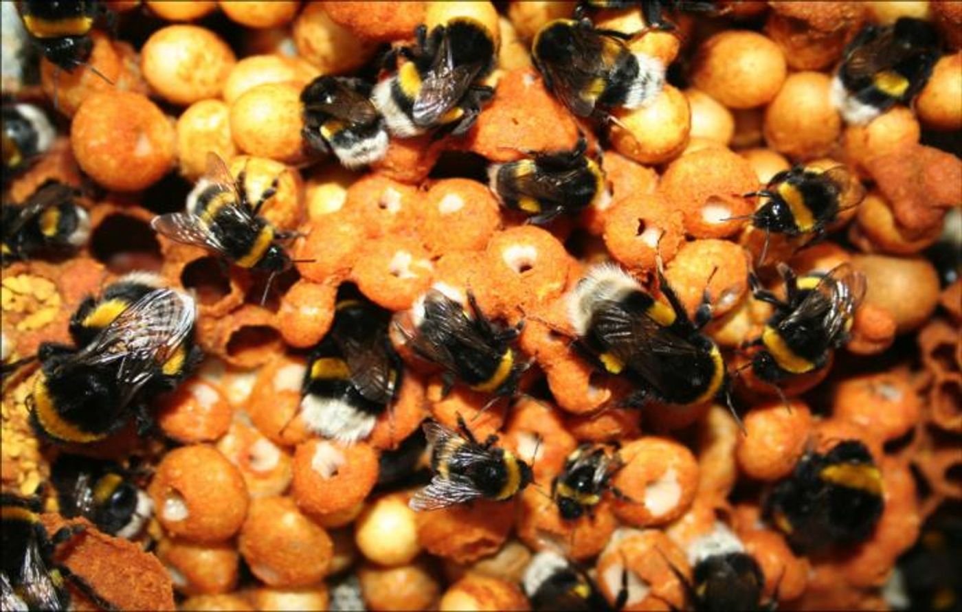 Bumblebee colony. / Credit: TJ Colgan