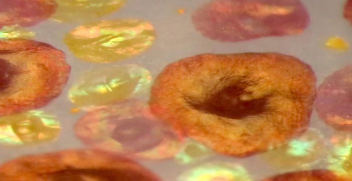 This is a close up of iridescent reflectance from expanded yellow, red and brown squid chromatophores. Excised mantle skin, hyaline layer removed. Oblique illumination, dissecting microscope. / Credit: Steve Senft (Hanlon Lab, MBL