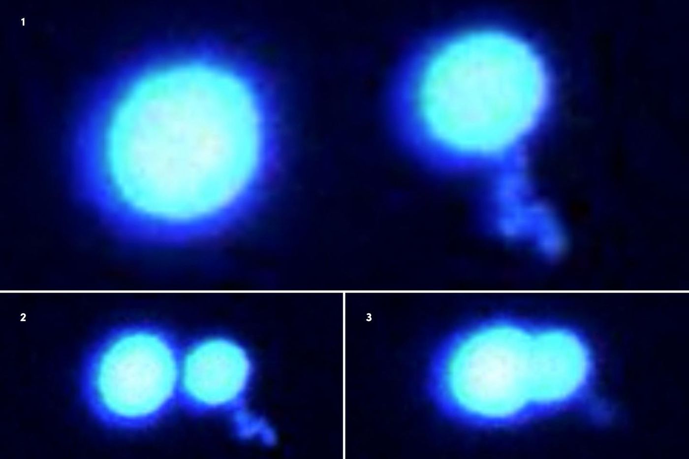 Two protein droplets won't merge when pushed together (1-3). FUS droplets are in a hard, gel-like state as they sit in a crowded solution. State-of-the-art optical tweezing technology were used to manipulate these protein micro-droplets. / Credit: Priya Banerjee Lab at UB