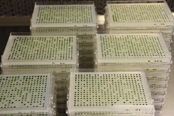 To build the library, researchers grew tens of thousands of strains of algae in plastic plates. The project, which took nine years, allows researchers to explore genes involved in photosynthesis and other aspects of plant biology.  / Credit: Photo courtesy of the researchers