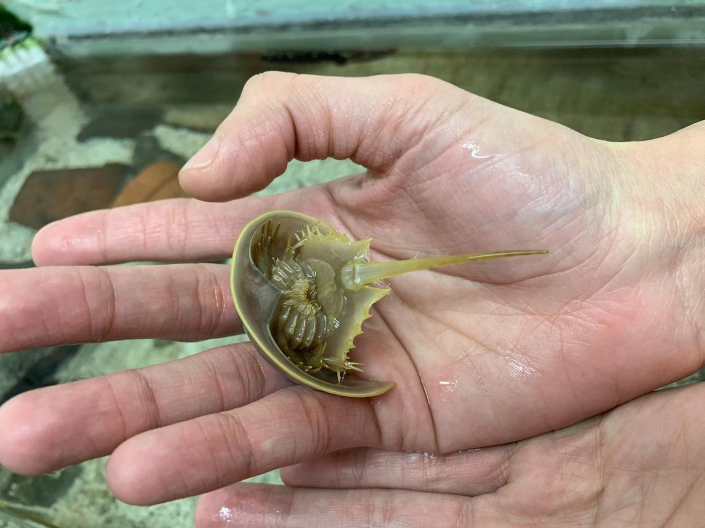University of Wisconsin-Madison postdoctoral researcher Jesús Ballesteros holds a small horseshoe crab. / Credit: Courtesy of Jesús Ballesteros