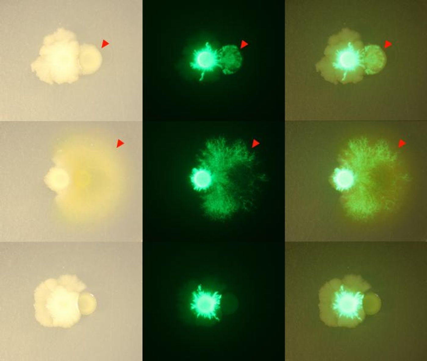 Bacillus bacteria, marked with green fluorescence, changed its growth pattern around other members of the THOR community, spreading around and over other bacteria. / Credit: Gabriel Lozano and Jo Handelsman