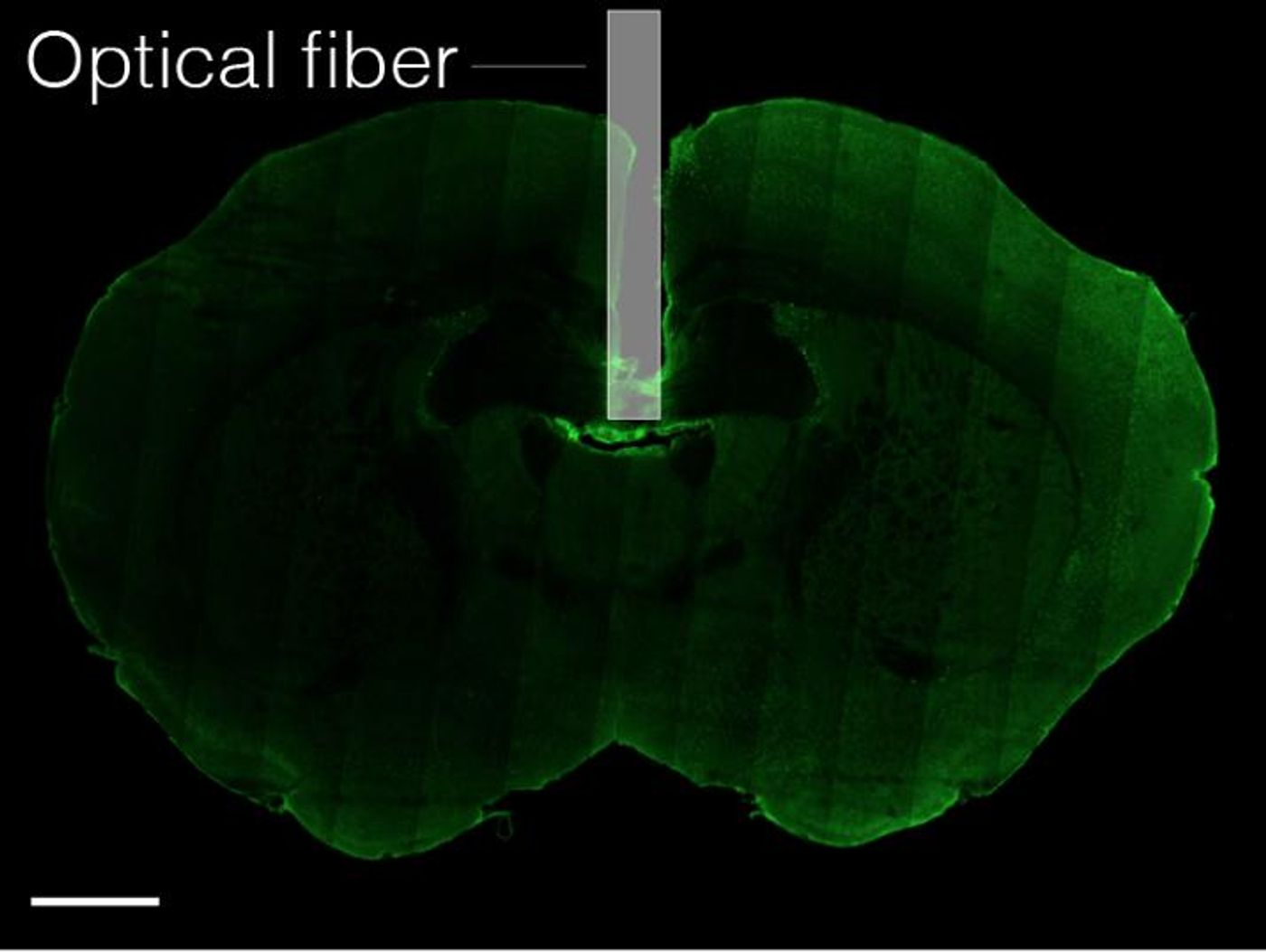 An optical fiber (gray bar) threaded into the brain of a mouse (green) revealed activity of neurons involved in thirst. Scale bar equals 1 millimeter. / Credit: C. Zimmerman et al./Nature 2019