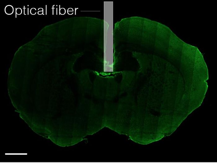 An optical fiber (gray bar) threaded into the brain of a mouse (green) revealed activity of neurons involved in thirst. Scale bar equals 1 millimeter. / Credit: C. Zimmerman et al./Nature 2019