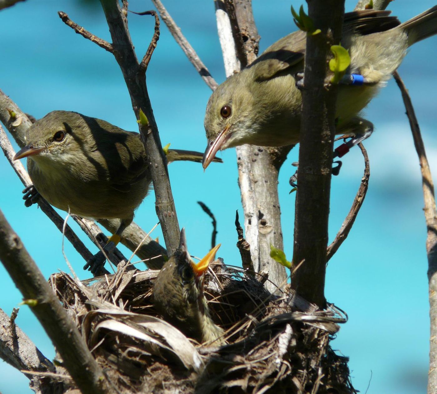 A Seychelles warbler family / Credit: Janske Van De Crommenacker