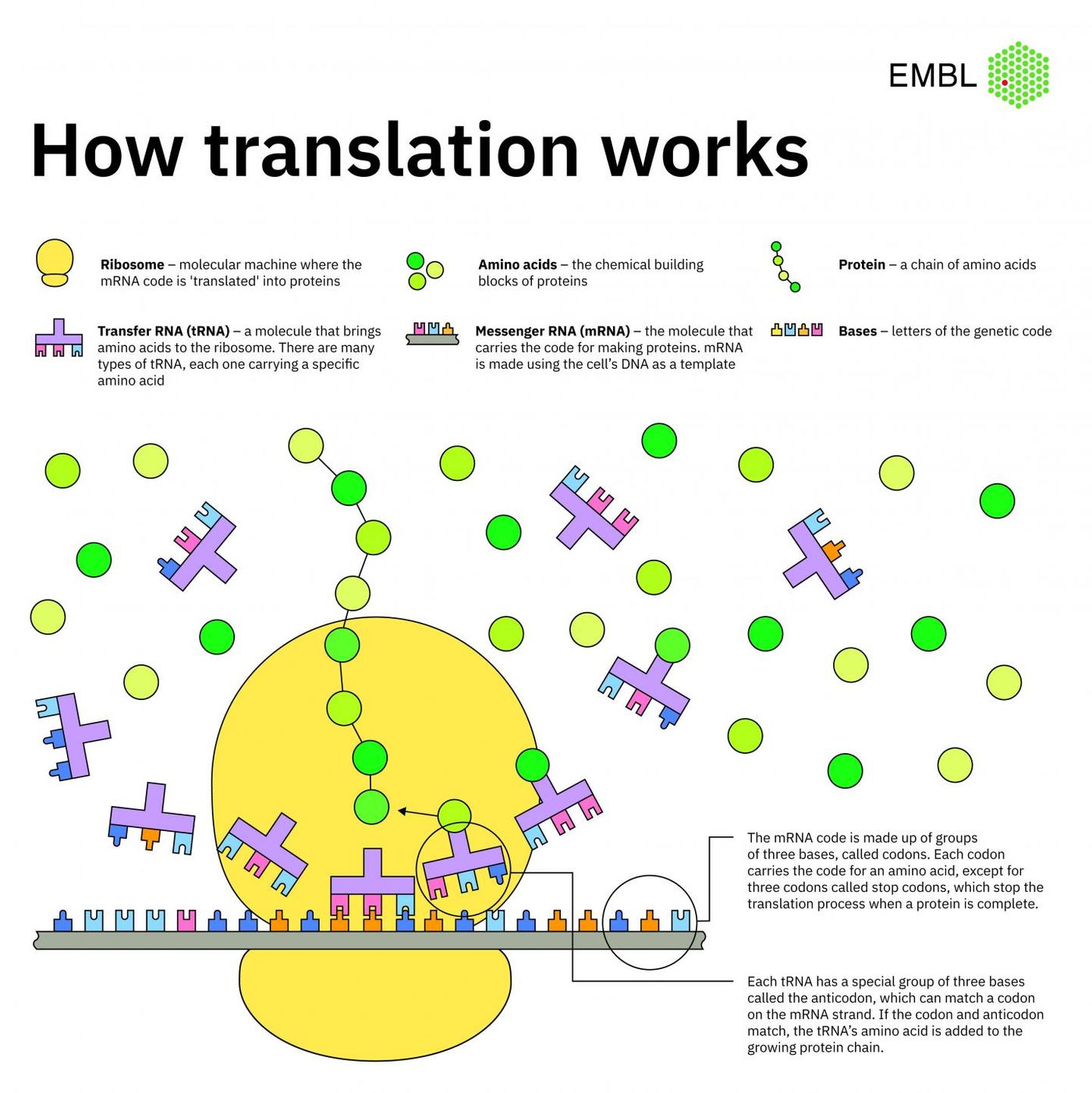 The genetic code is made up of three-letter sequences called codons. Each one codes for an amino acid, except for three 'stop' codons, which signal that an amino acid chain is complete. The Lemke group were able to develop a cell organelle that uses a reprogrammed stop codon, so that it codes for a new amino acid - not one of the 20 that occur naturally in living organisms. / Credit: Aleks Krolik/EMBL