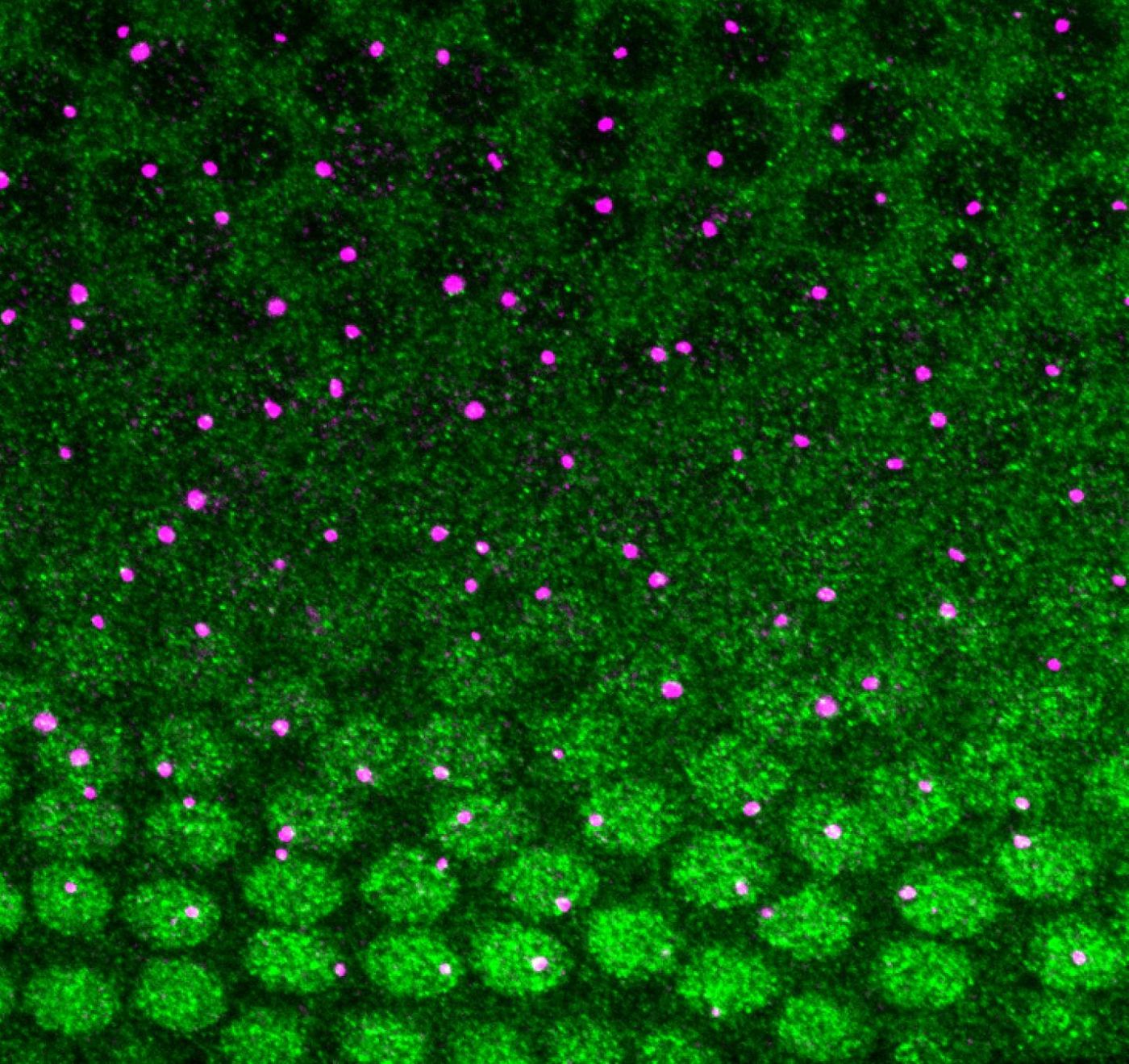 High resolution image of a nuclear cycle 12 Drosophila embryo showing the Dorsal protein gradient (green) and expression of a reporter gene driven by the sog shadow enhancer (magenta). Antibody staining and smFISH; 100x magnification / Credit:  Peter Whitney and Chris Rushlow